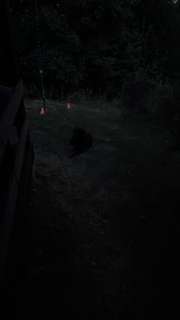 counterpoise hond