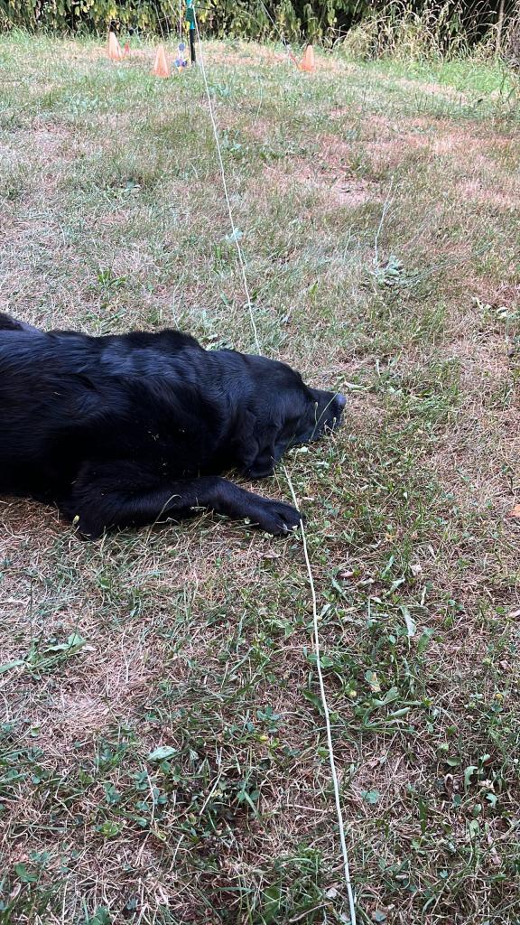 counterpoise hond