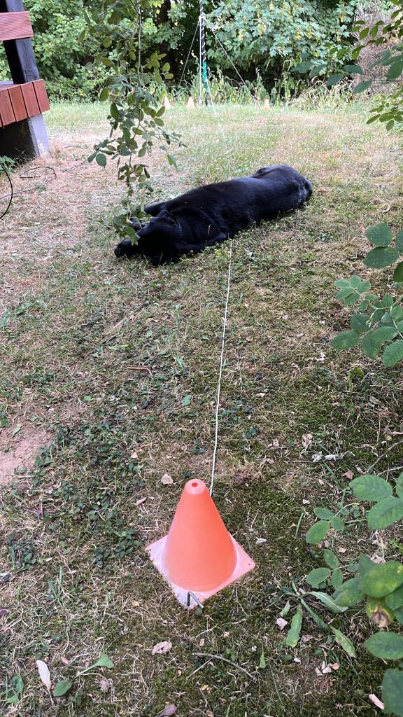 counterpoise hond